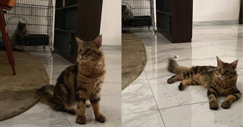 Instagram.com/mahenracats